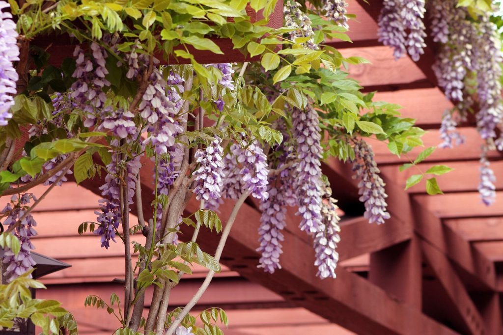 Fleurs de lila sur un toit de pergola